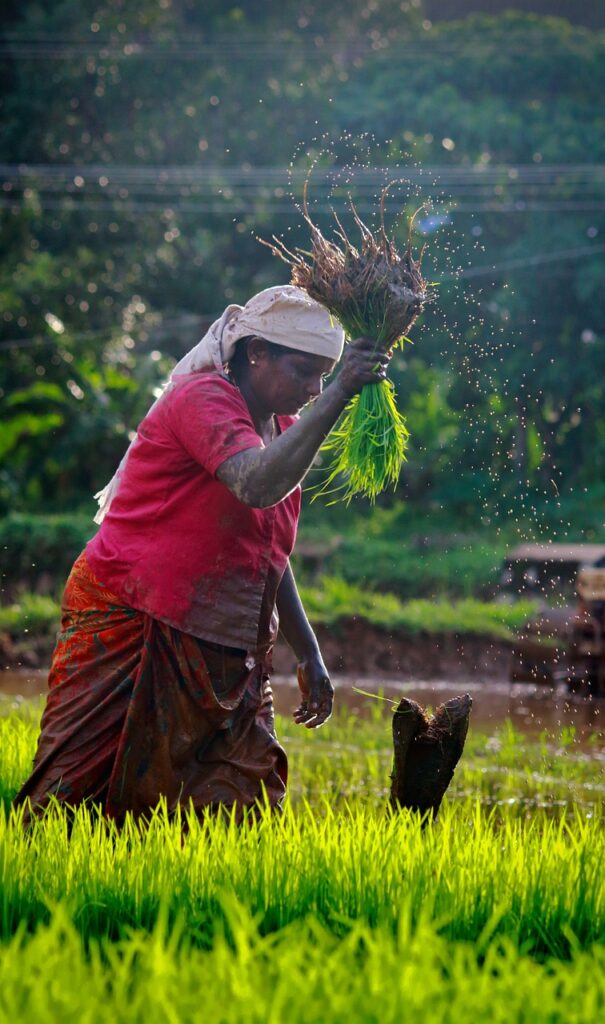 kerala, outdoor, cultivating-3511072.jpg