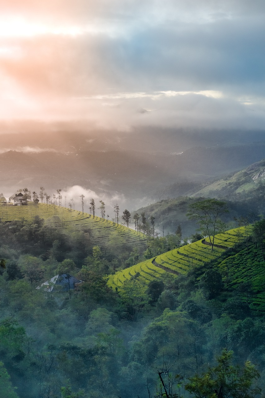 plantation, hills, morning-7470031.jpg